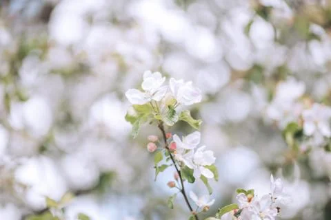 Spring blooming, apple tree, white flowers on trees, background Stock Photos