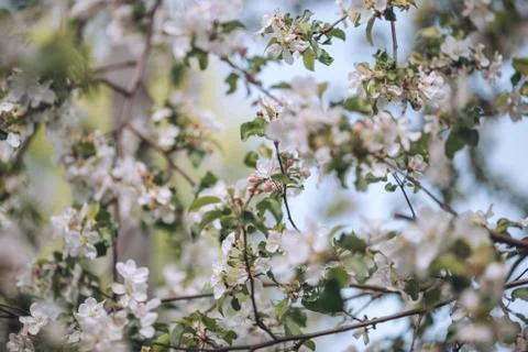 Spring blooming, apple tree, white flowers on trees, background Stock Photos