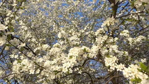 Spring blooming apricot or cherry tree in slow motion. Stock Footage 153424776