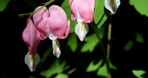 A spring blooming bleeding heart flower also known as lamprocapnos spectabili Video stock 125278545