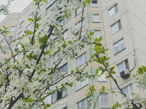 Spring blooming branch of an apple tree on the background of a new building. Stock Photos