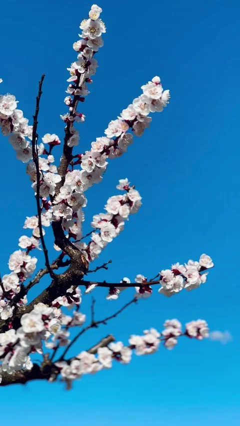 Spring blooming branch blue sky Stock Footage 236707447