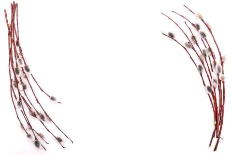 Spring blooming branches lined on the edges of a white background. Copy space Stock Photos