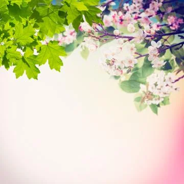 Spring Blooming Branches Stock Photos