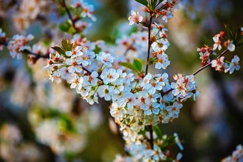Spring blooming branches Foto stock