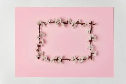 Spring blooming branches on pink background in frame. Template. Backdrop. Cop Stock-Fotos
