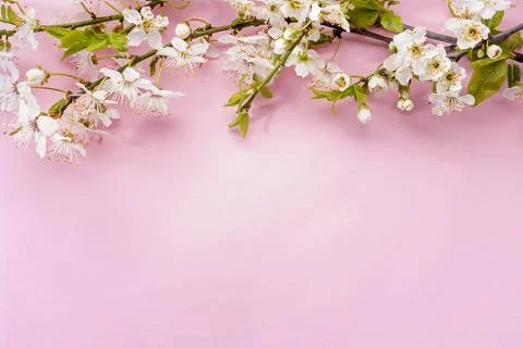 Spring blooming branches on pink background Stock Photos
