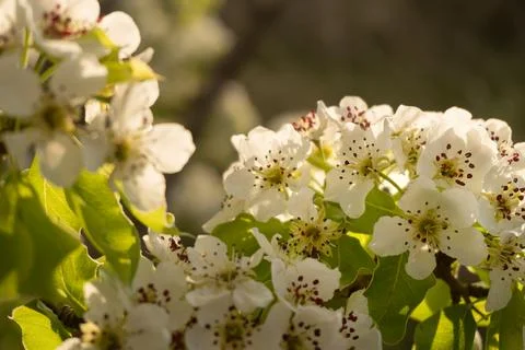 Spring blooming buds of apple tree Stock Photos