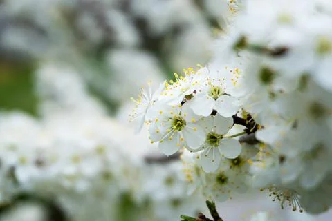 Spring blooming buds of apple tree Stock Photos