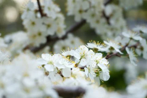 Spring blooming buds of apple tree Stock Photos