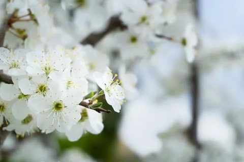 Spring blooming buds of apple tree Stock Photos