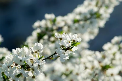 Spring blooming buds of apple tree Stock Photos