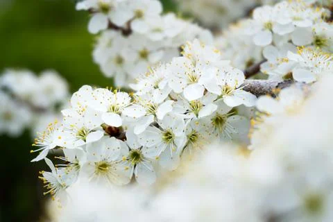 Spring blooming buds of apple tree Stock Photos