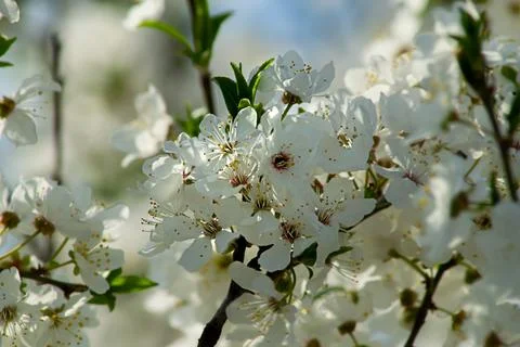 Spring blooming buds of apple tree Stock Photos