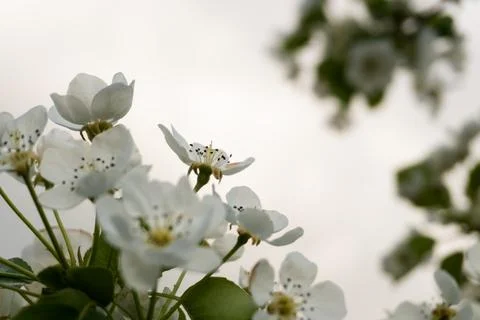 Spring blooming buds of a cherry tree Stock Photos