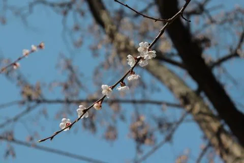 A spring of blooming cherry on a background of sky and tree. Stock Photos