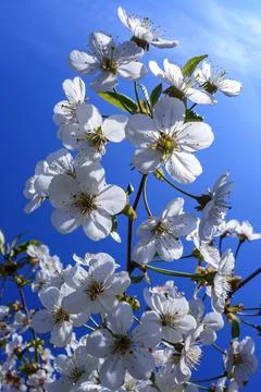 Spring blooming cherry branch in spring in the garden. Beautiful background for Foto stock