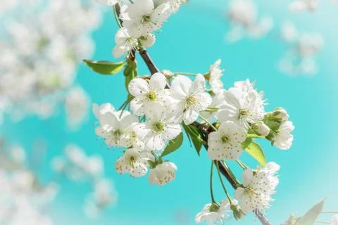 Spring blooming cherry flowers Stock Photos
