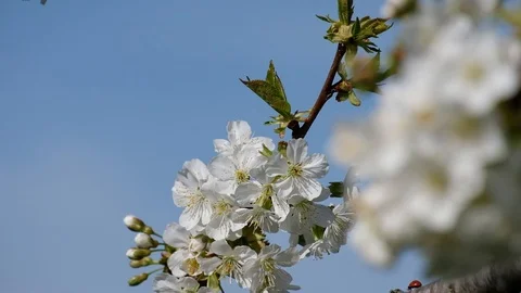 In the spring blooming cherry orchard Stock Footage 116330511