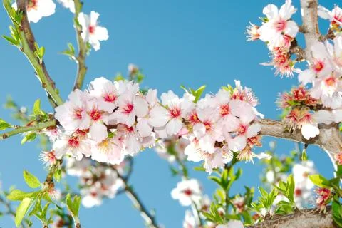 Spring blooming cherry tree against blue sky 스톡 사진