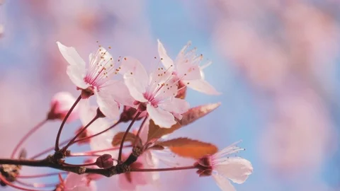 Spring blooming cherry tree Stock Footage 107337292