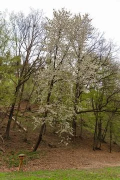 Spring blooming cherry tree in forest clearing with wooden bird feeder on tripod Stock Photos