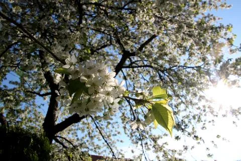Spring blooming cherry tree Stock Photos