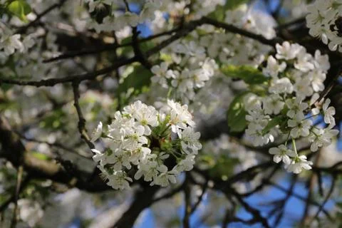 Spring blooming cherry tree Stock Photos