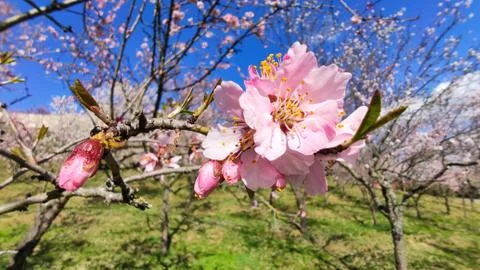 Spring blooming cherry tree in Prague Stock-Fotos