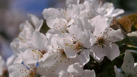 Spring. Blooming cherry trees. White flowers against a blue sky. Stock Footage 304630830