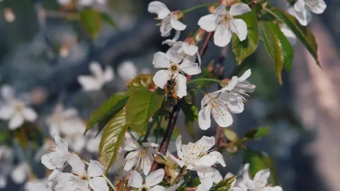 Spring. Blooming cherry trees. White flowers against a blue sky. Stock Footage 330606864