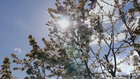 Spring. Blooming cherry trees. White flowers against a blue sky. Stock Footage 331315754