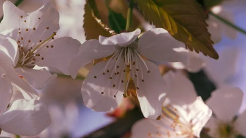 Spring. Blooming cherry trees. White flowers against a blue sky. Stock-Footage 331315825