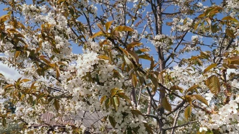 Spring. Blooming cherry trees. White flowers against a blue sky. 库存影片 333146603