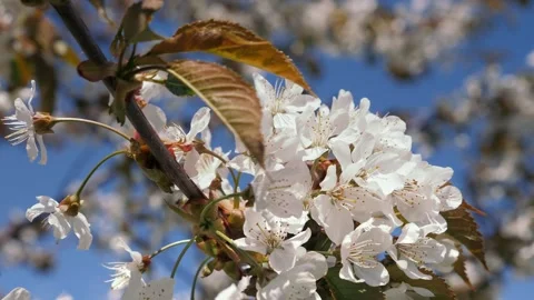 Spring. Blooming cherry trees. White flowers against a blue sky. 库存影片 333146665