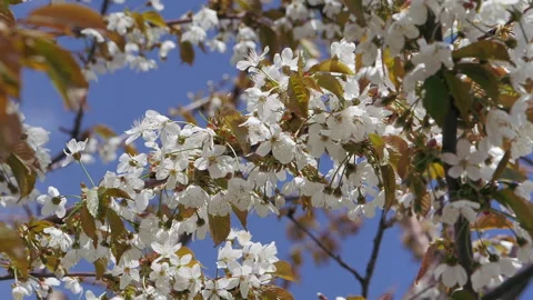 Spring. Blooming cherry trees. White flowers against a blue sky. Vidéo 335411519