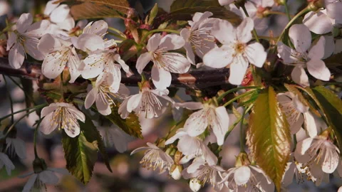 Spring. Blooming cherry trees. White flowers against a blue sky. Vídeos de archivo 335411776