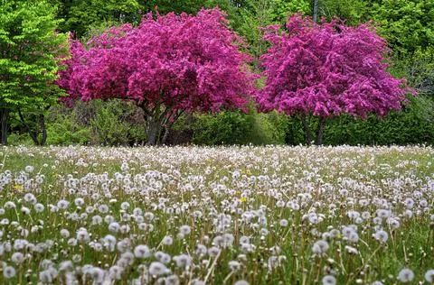 The spring-blooming dandelions add a touch of yellow and white to the landsca Stock Photos