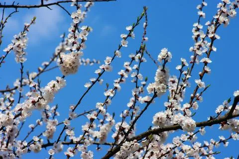 Spring blooming flowers branch over blue sky background Stock Photos
