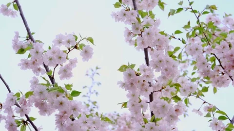 Spring blooming flowers. Stock Footage 106125571