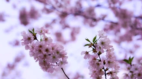 Spring blooming flowers. Stock Footage 106125643