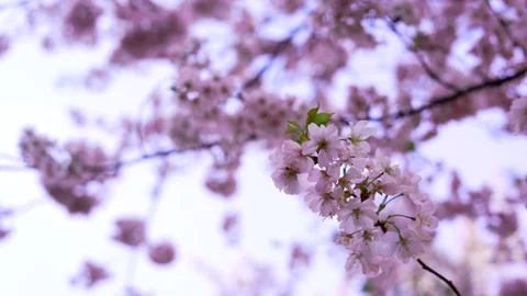 Spring blooming flowers. Stock Footage 106125747