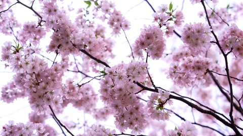 Spring blooming flowers. Stock Footage 106125873