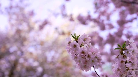 Spring blooming flowers. Stock Footage 106125911