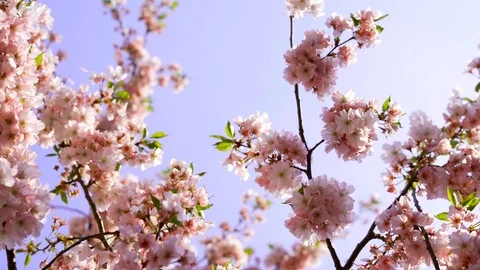 Spring blooming flowers. Stock Footage 106125962