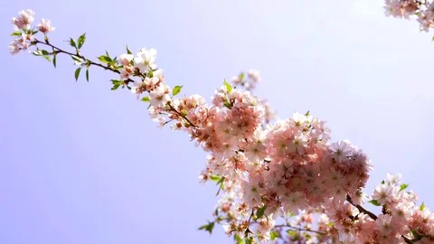 Spring blooming flowers. Stock Footage 106126042