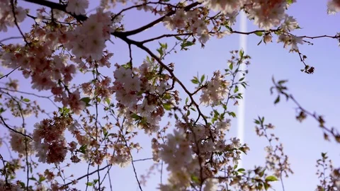 Spring blooming flowers. Stock Footage 106126159