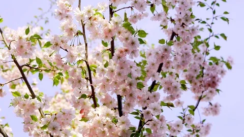 Spring blooming flowers. Stock Footage 106126236