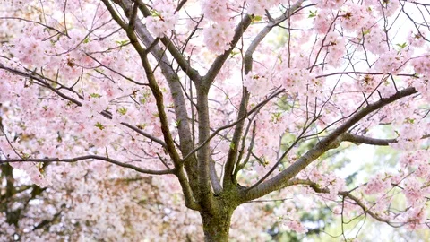 Spring blooming flowers. Stock Footage 106126444
