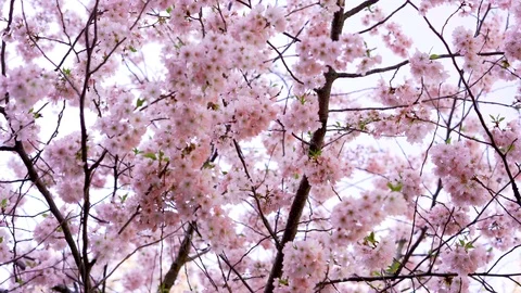 Spring blooming flowers. Stock Footage 106126567
